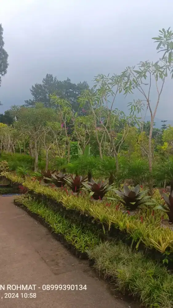 JUAL Tanaman Hias ( harga proyek )