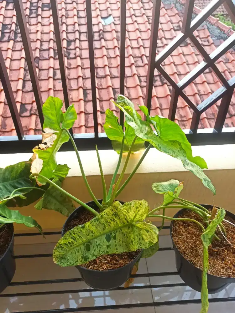 Paraiso verde philodendron