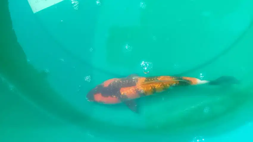 ikan koi Showa Ginrin pola huruf Y 26cm