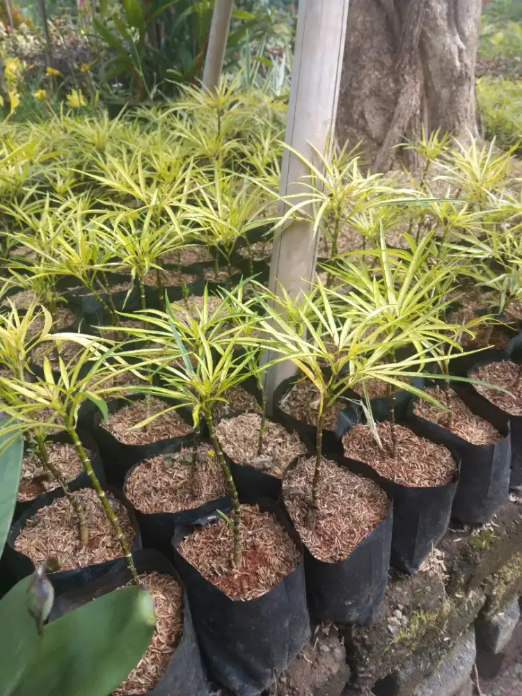 Tanaman Ararea Kuning