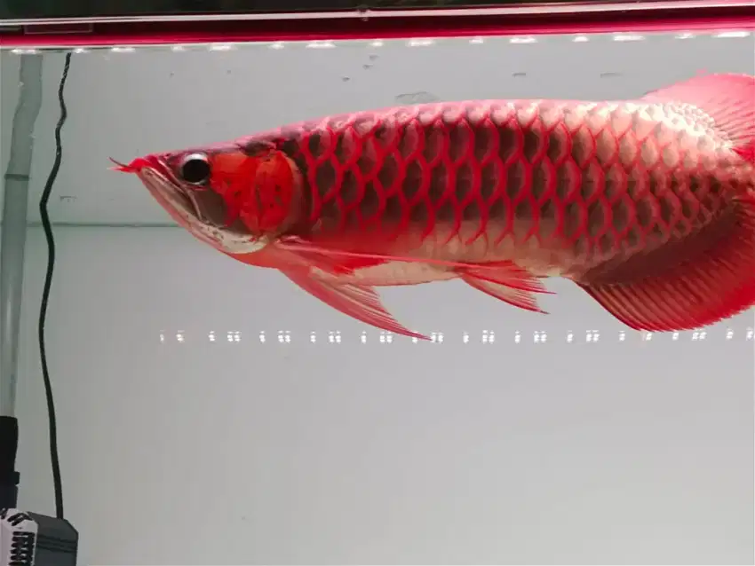 Arwana Super Red 100% asli Lengkap serti+chip siap Partai/ecer