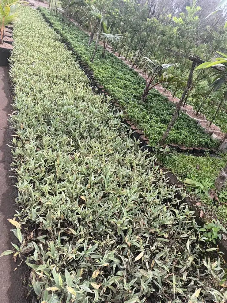 JUAL Tanaman Ganda Rusa