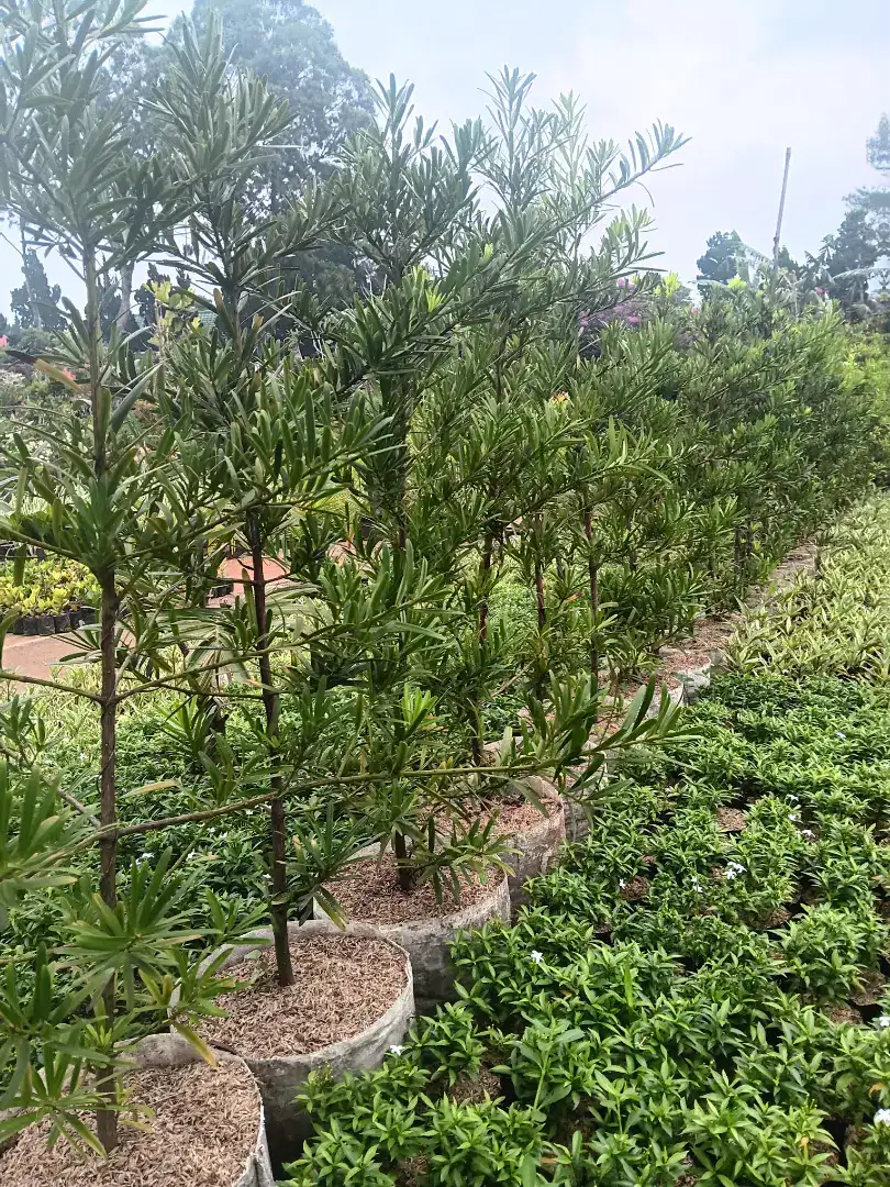 GREEN ROHMAT - Jual Tanaman Lohansung