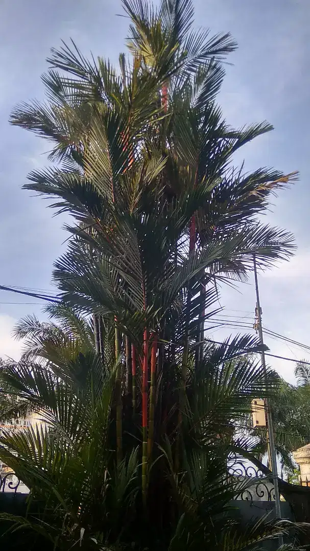 Pohon palem merah 8meter siap tanam nego cod rungkut gpl ok gan