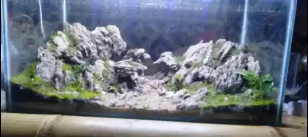 Aquascape aquarium