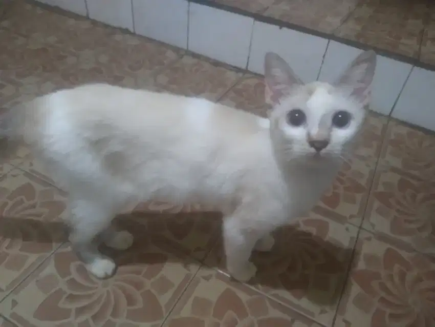 Kucing Himalaya betina