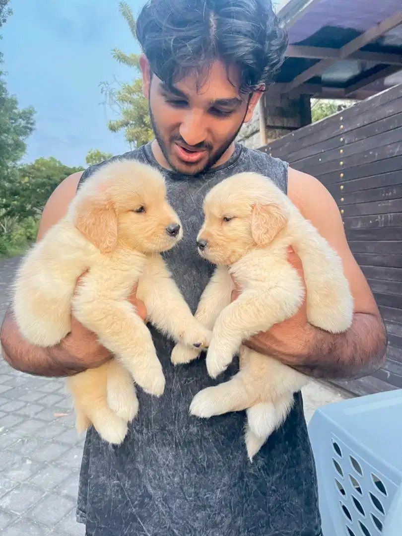 Golden retriever puppies