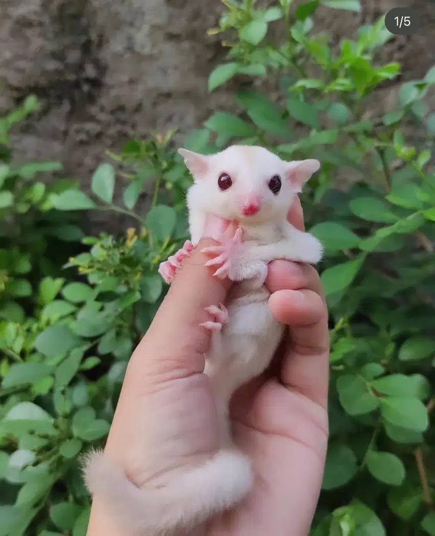 Sugar glider creamino