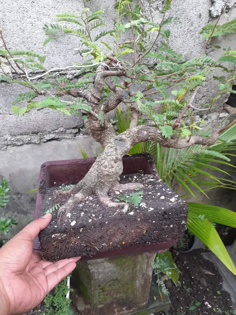 Bonsai asam jawa prokar small 30cm