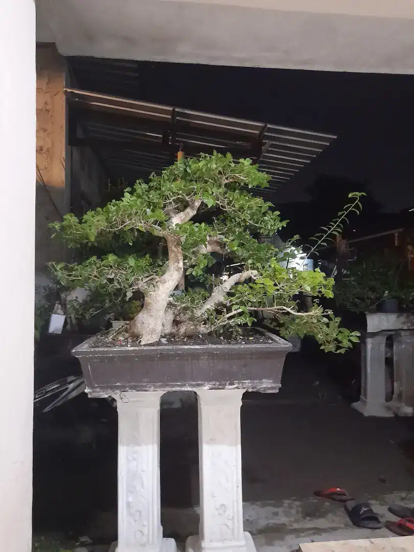 Bonsai serut tingal siram