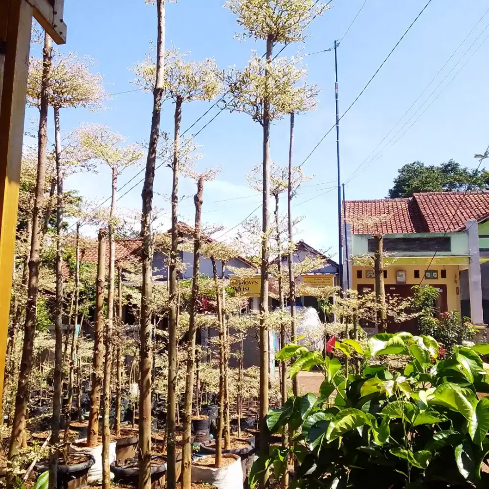 Ketapang varigata tinggi 3/4 meter