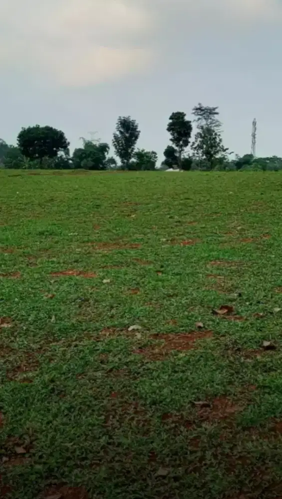 rumput gajah tangerang,jual rumput lapangan