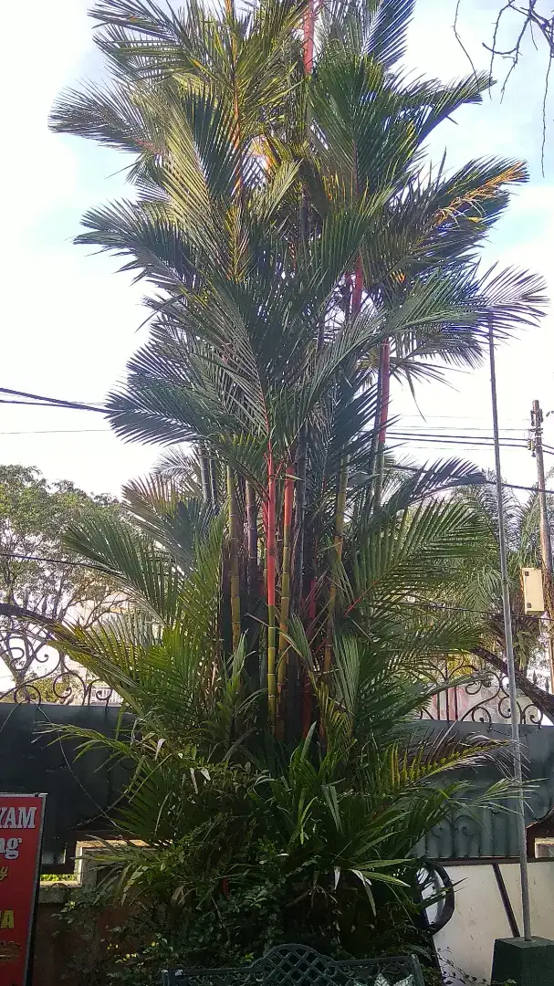 Pohon palem merah 8meter nego cod rungkut ok gan