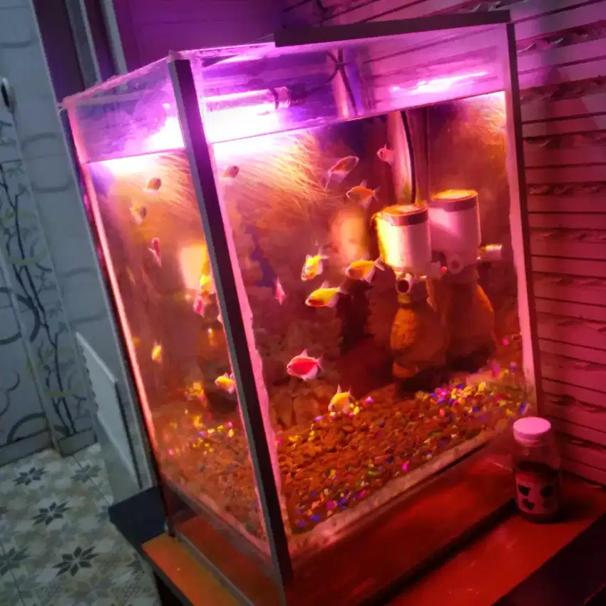 Dijual aquarium mini