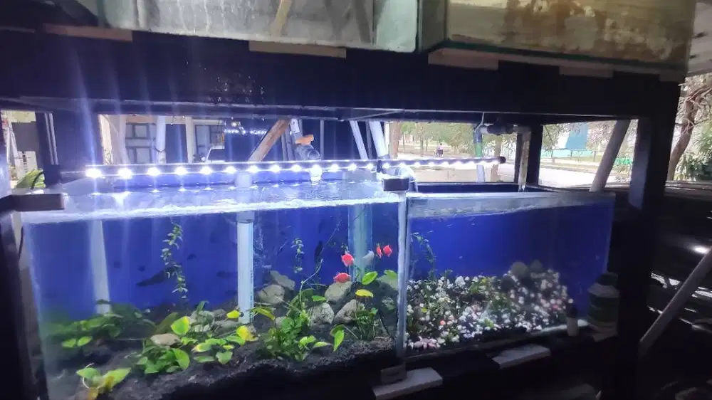 JUAL CEPAT‼️ FULL SET AQUARIUM & FILTER