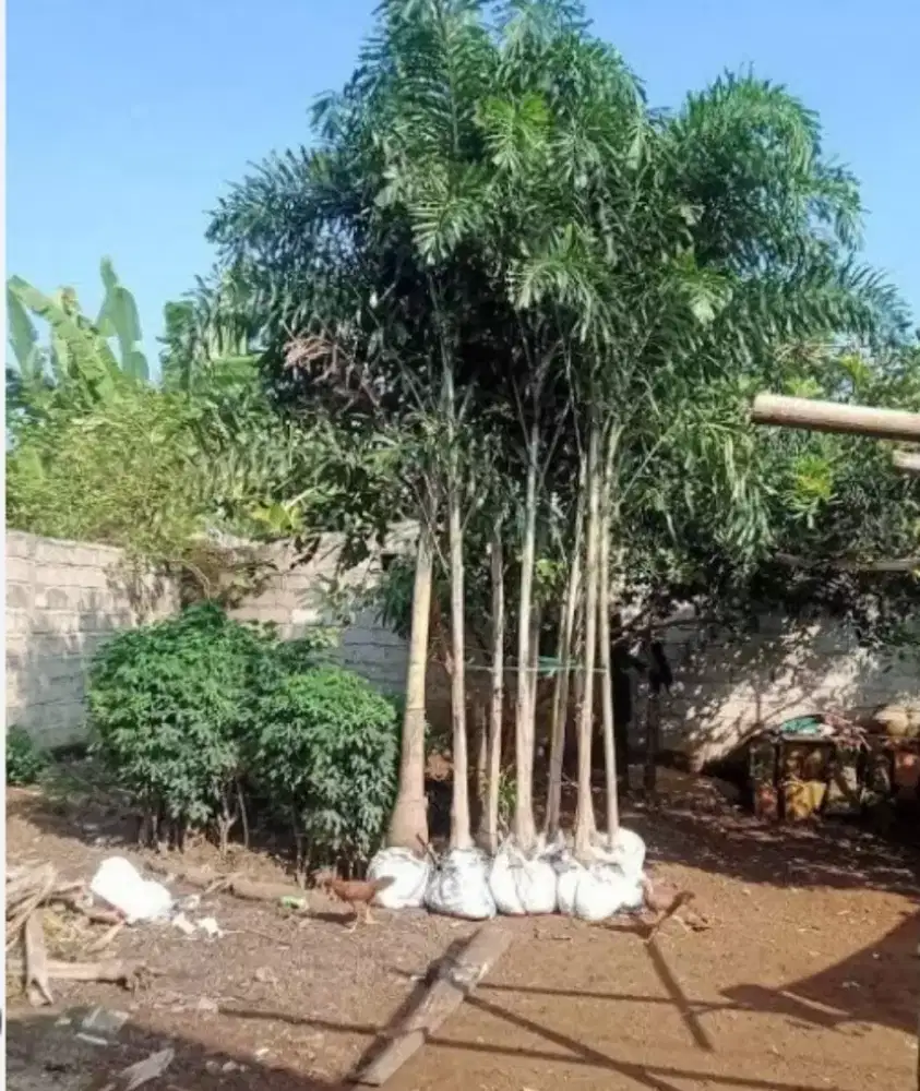 Palem ekor tupai tinggi 2/3meter