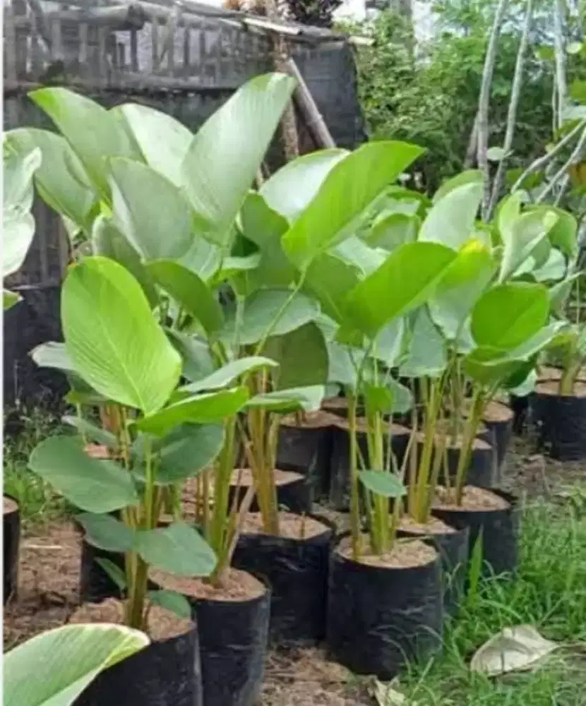 Pisang calatea tinggi 1/120meter