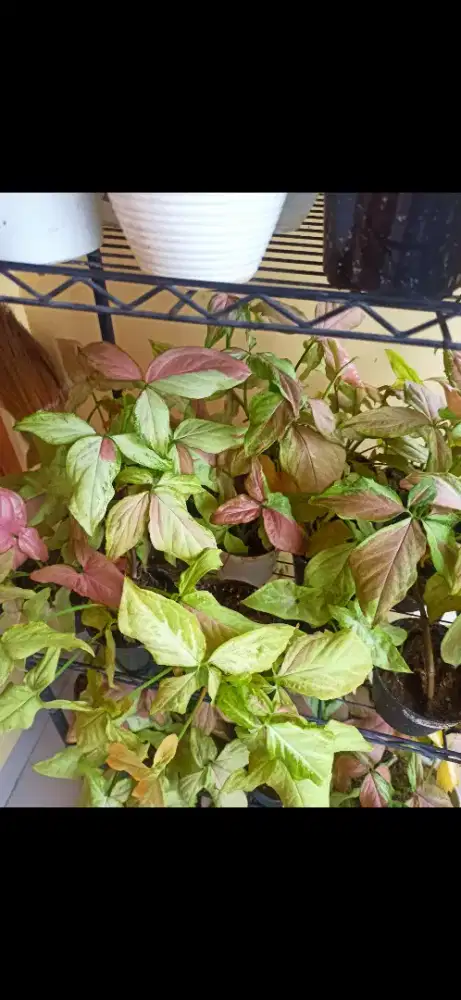 Syngonium strawberrymilk