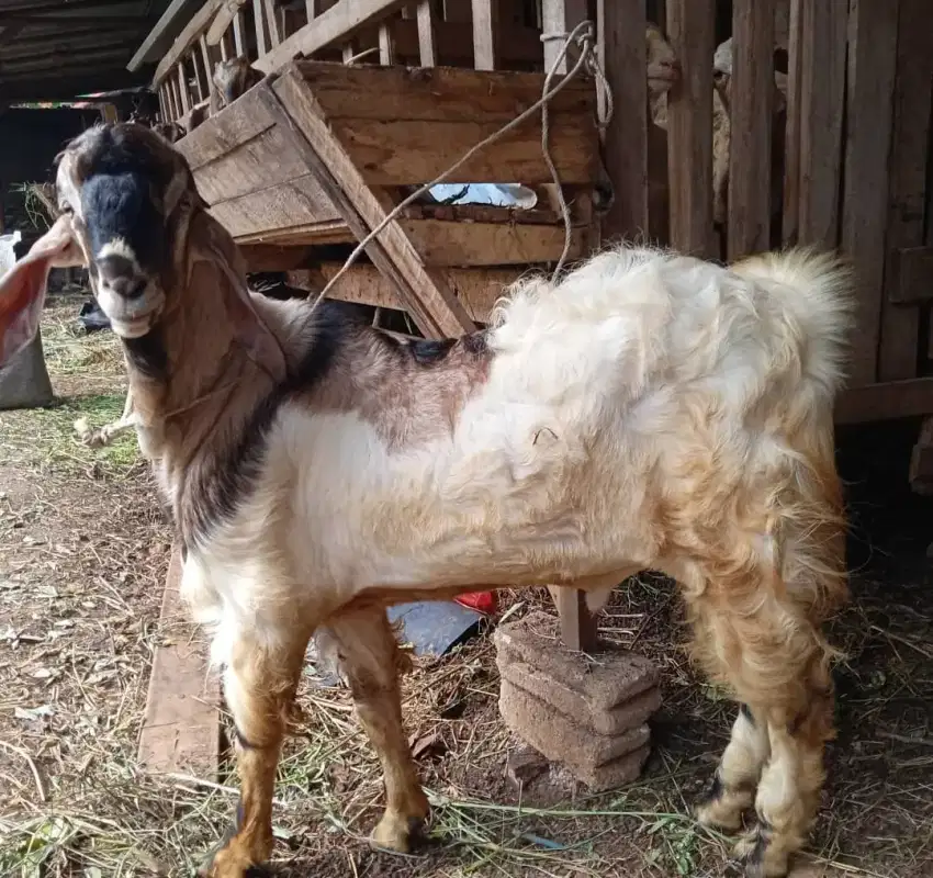 Kambing Qurban & Aqiqah