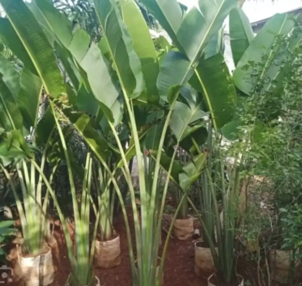 Pisang kipas tinggi 2/250 meter