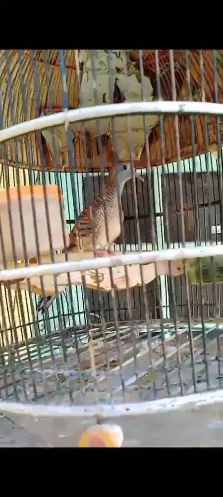 Perkutut jantan dtg sendiri sriwiti dll istimewa