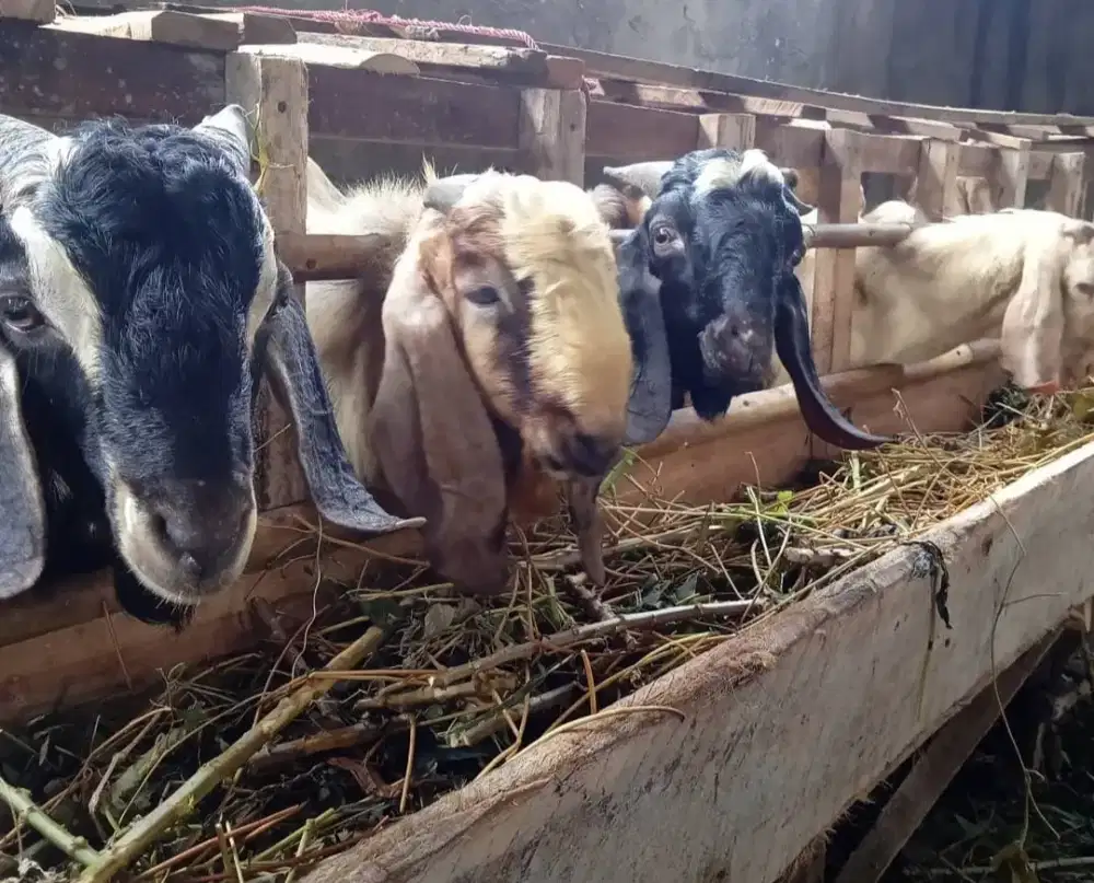 Kambing Aqiqah dan Qurban terbaik
