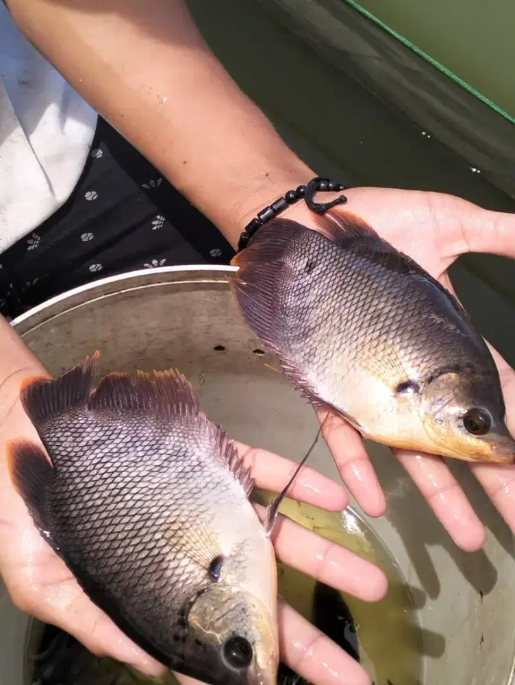 Bibit gurame Soang Min Order 50 Ekor