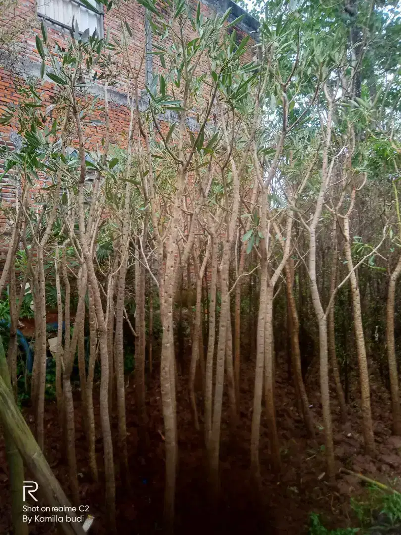 Pohon Tebebuya Bunga Kuning