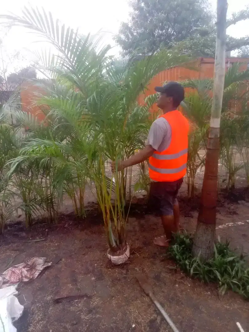 Pohon Palem Kuning