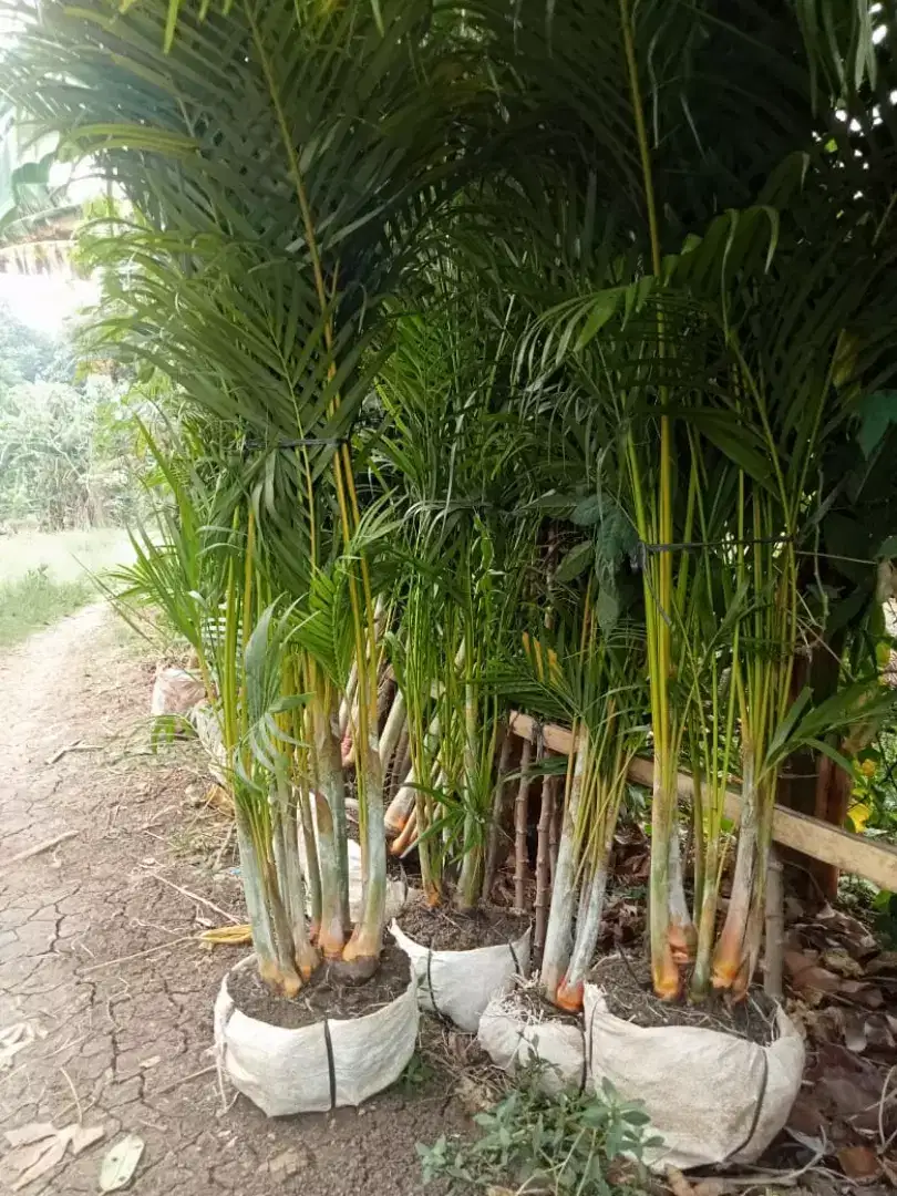 Pohon Palem Kuning