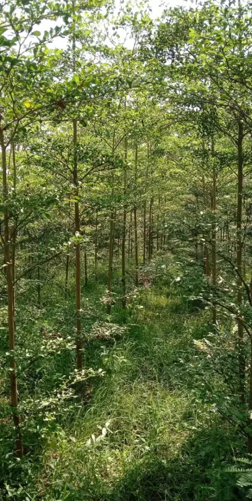 Pohon Ketapang Kencana