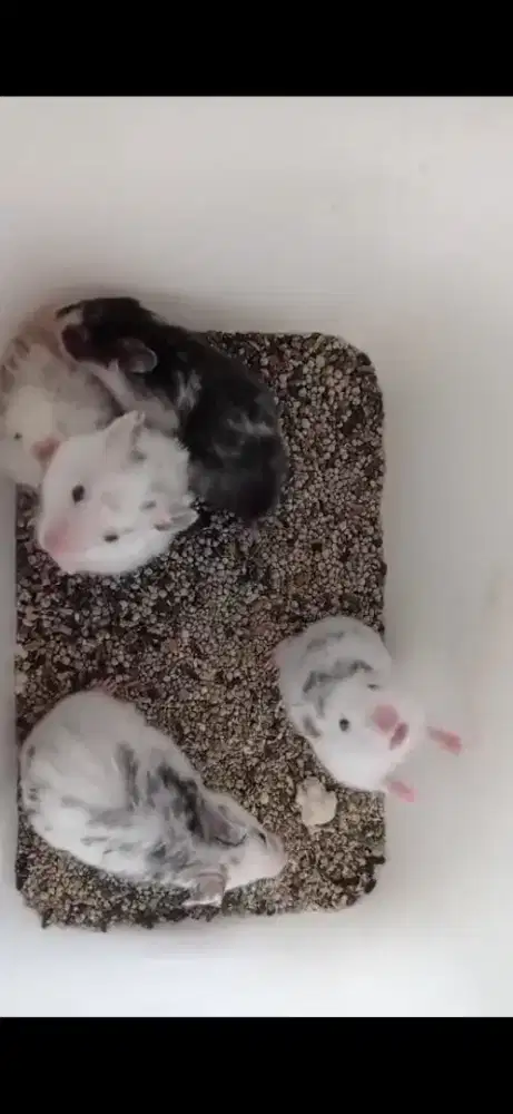 Hamster Berbagai Jenis