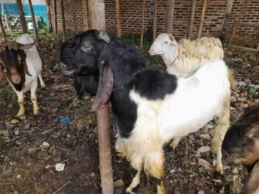 Kambing aqiqah terbaik 2024