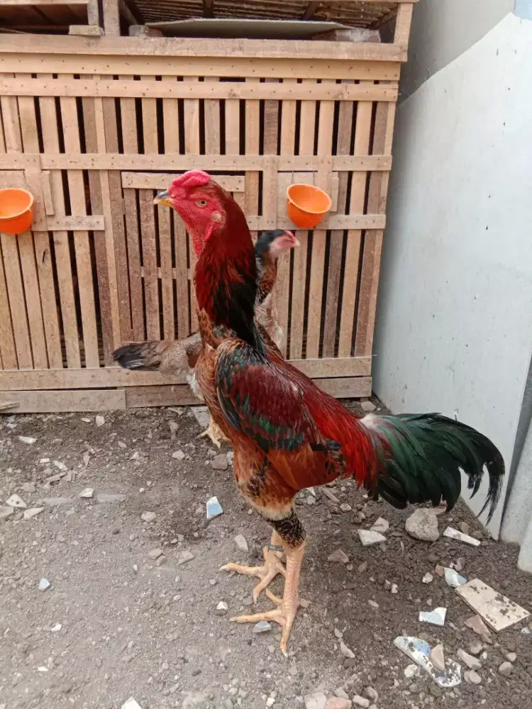 Jual Sepasang Indukan Shamo Eropa Murni