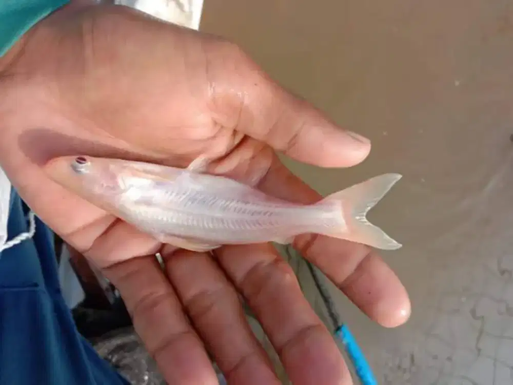 Jual bibit ikan patin albino dan patin biasa 5in