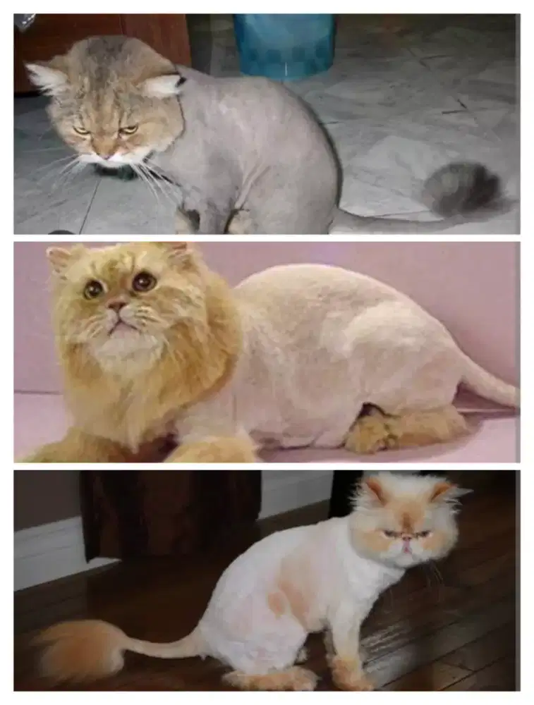 cukur kucing panggilan