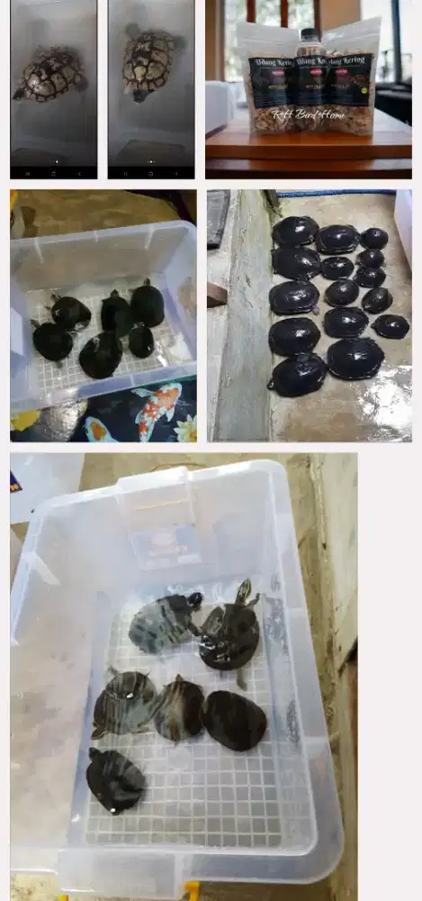 Sepasank piput kukura lucu