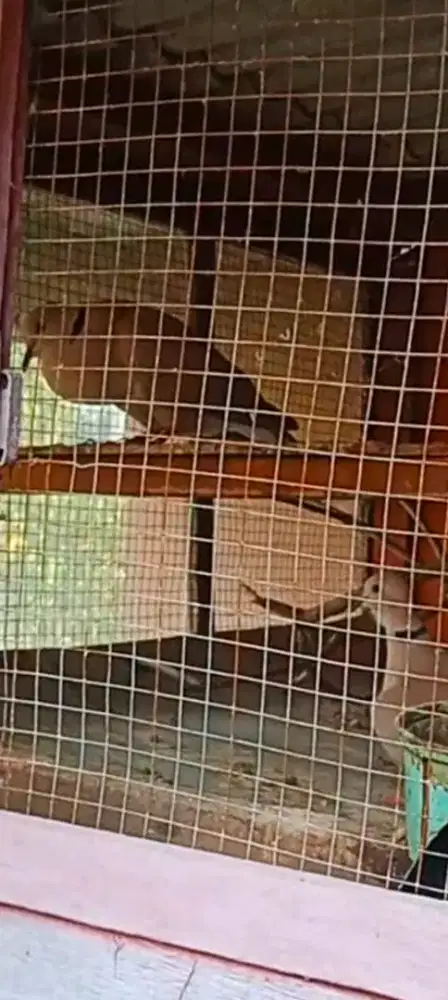 Puter pelung jodohan.