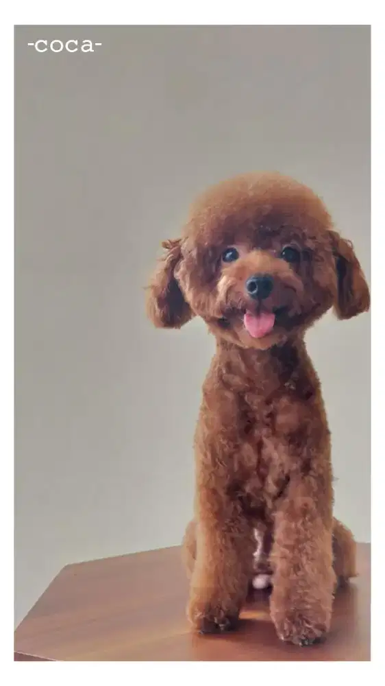 Sedia Anjing Toy Poodle Pejantan (Baca Deskripsi)