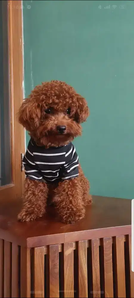 Sedia Anjing Toy Poodle Pejantan (Baca Deskripsi)