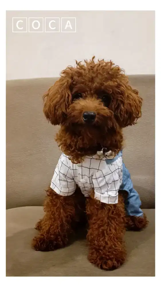 Sedia Anjing Toy Poodle Pejantan (Baca Deskripsi)