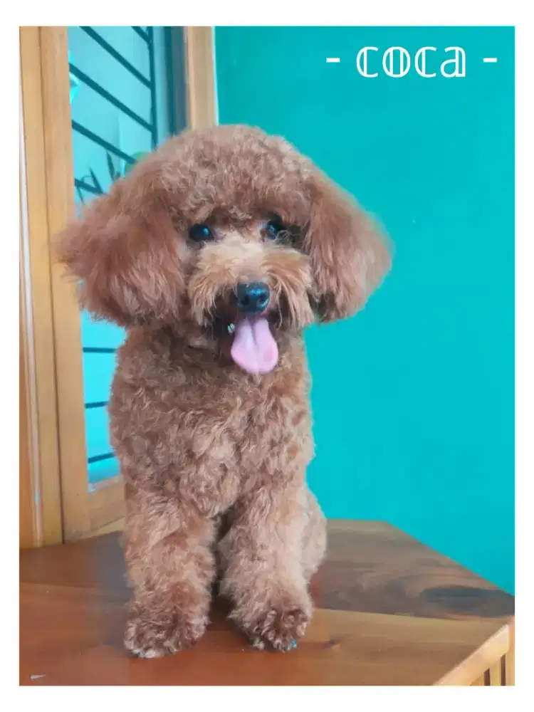 Sedia Anjing Toy Poodle Pejantan (Baca Deskripsi)