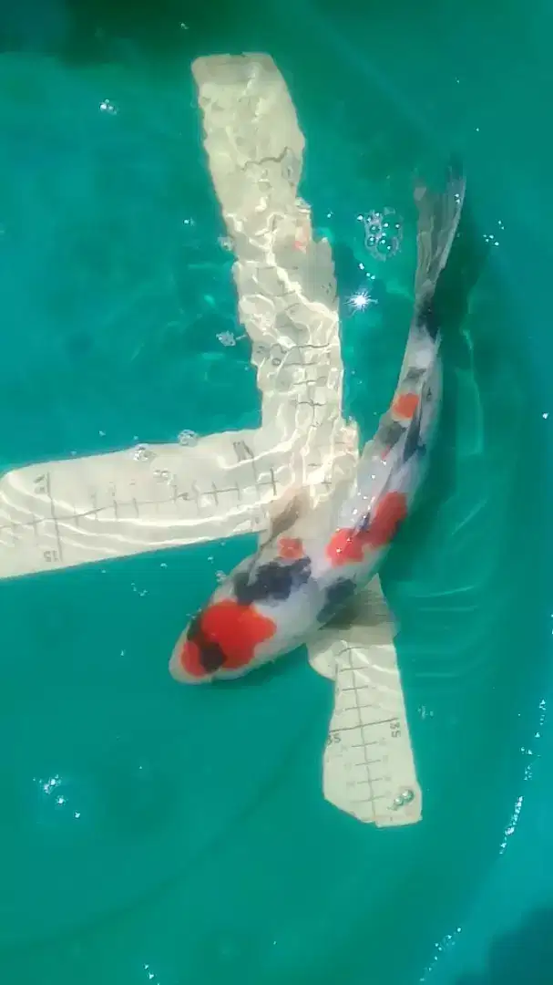 Ikan koi jenis SHOWA HQ 31cm