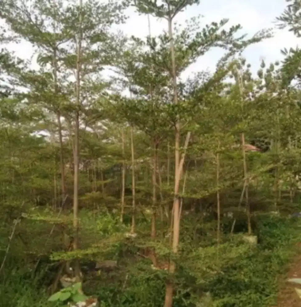 Pohon katapang kencana tinggi 3/4meter