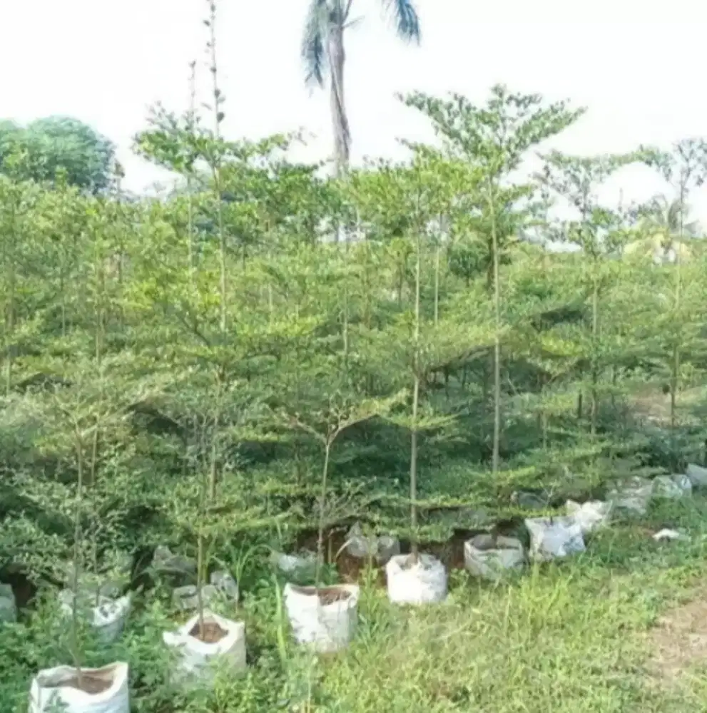 Pohon Ketapang kencana tinggi 2/3 meter