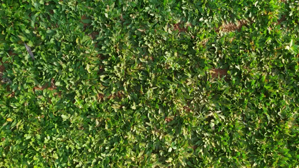 Jual rumput gajah mini