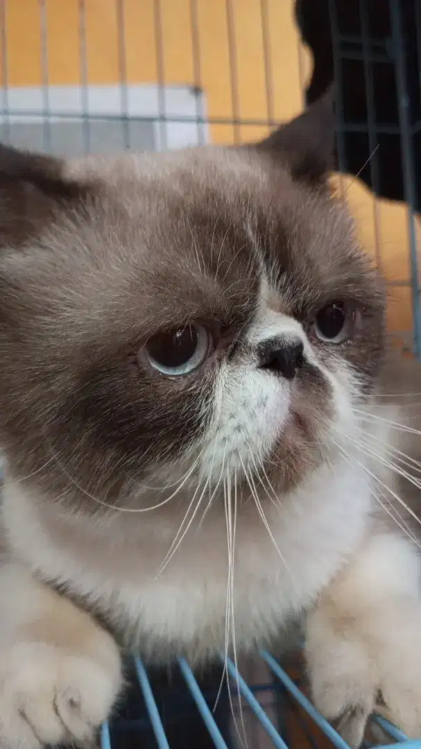 Peaknose exotic jantan