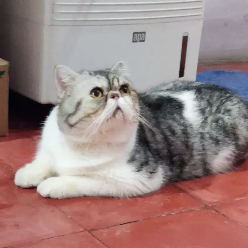 Jasa Pacak Kucing Persia Exotic Shorthair