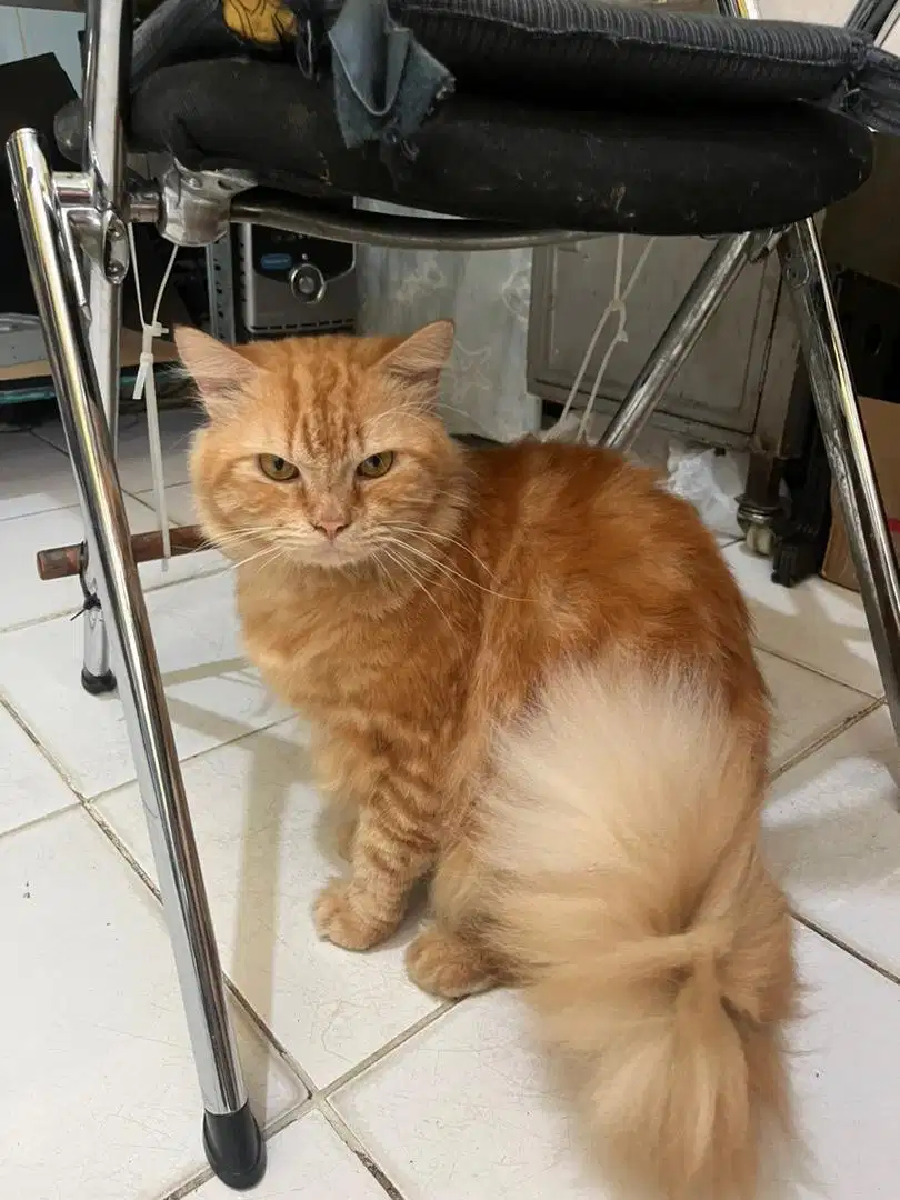 Kucing Persian Norwegian