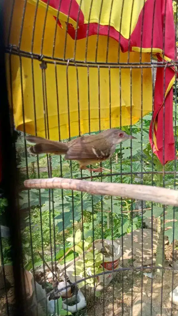 Ciblek semi rawatan lama,mulus,nembak semaunya Krn ga kepegang
